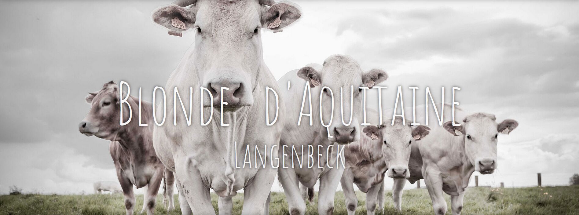 Blonde d'Aquitaine